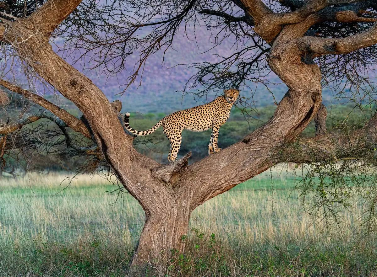 Laikipia highlight 1