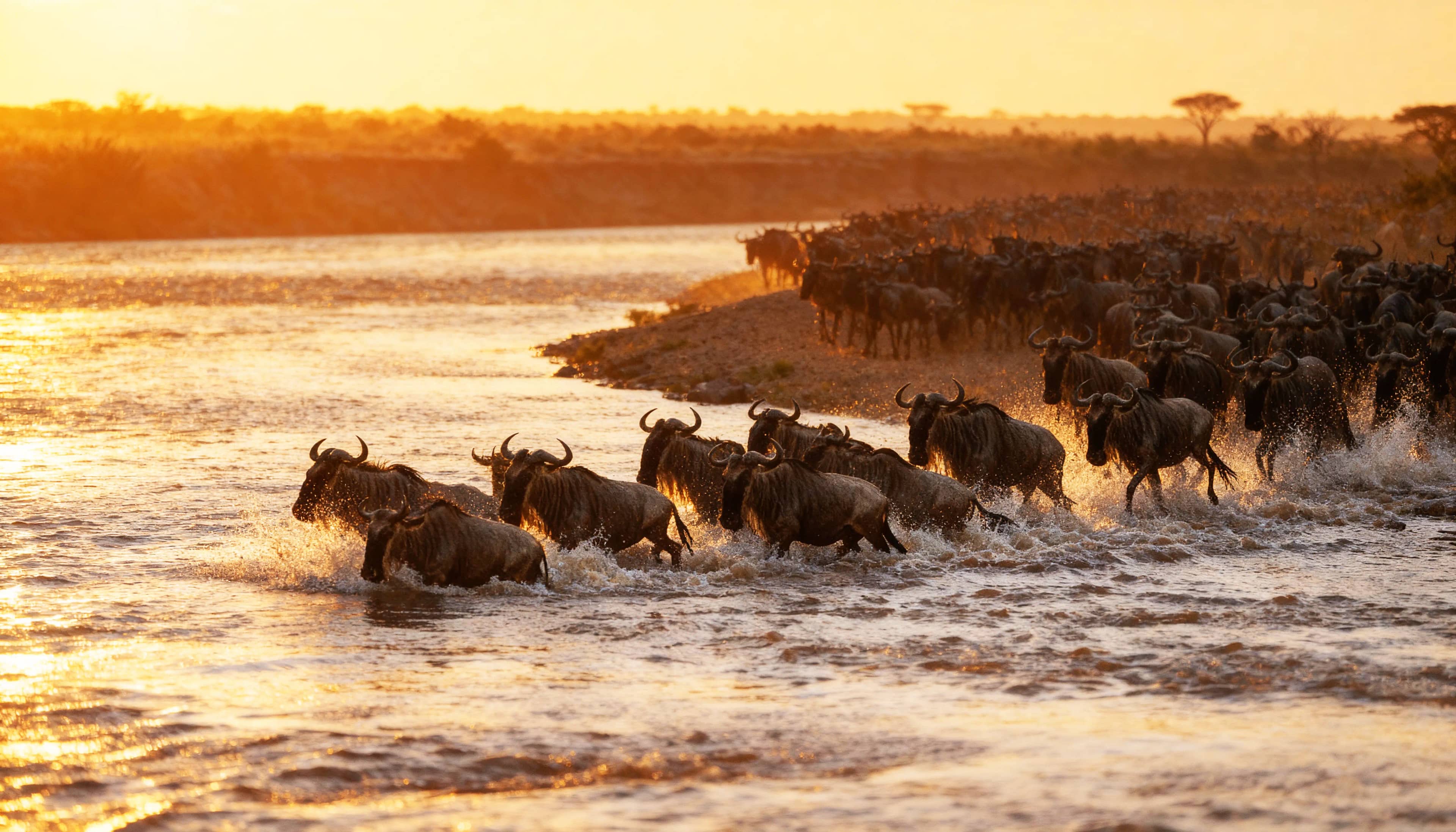 Maasai Mara highlight 2