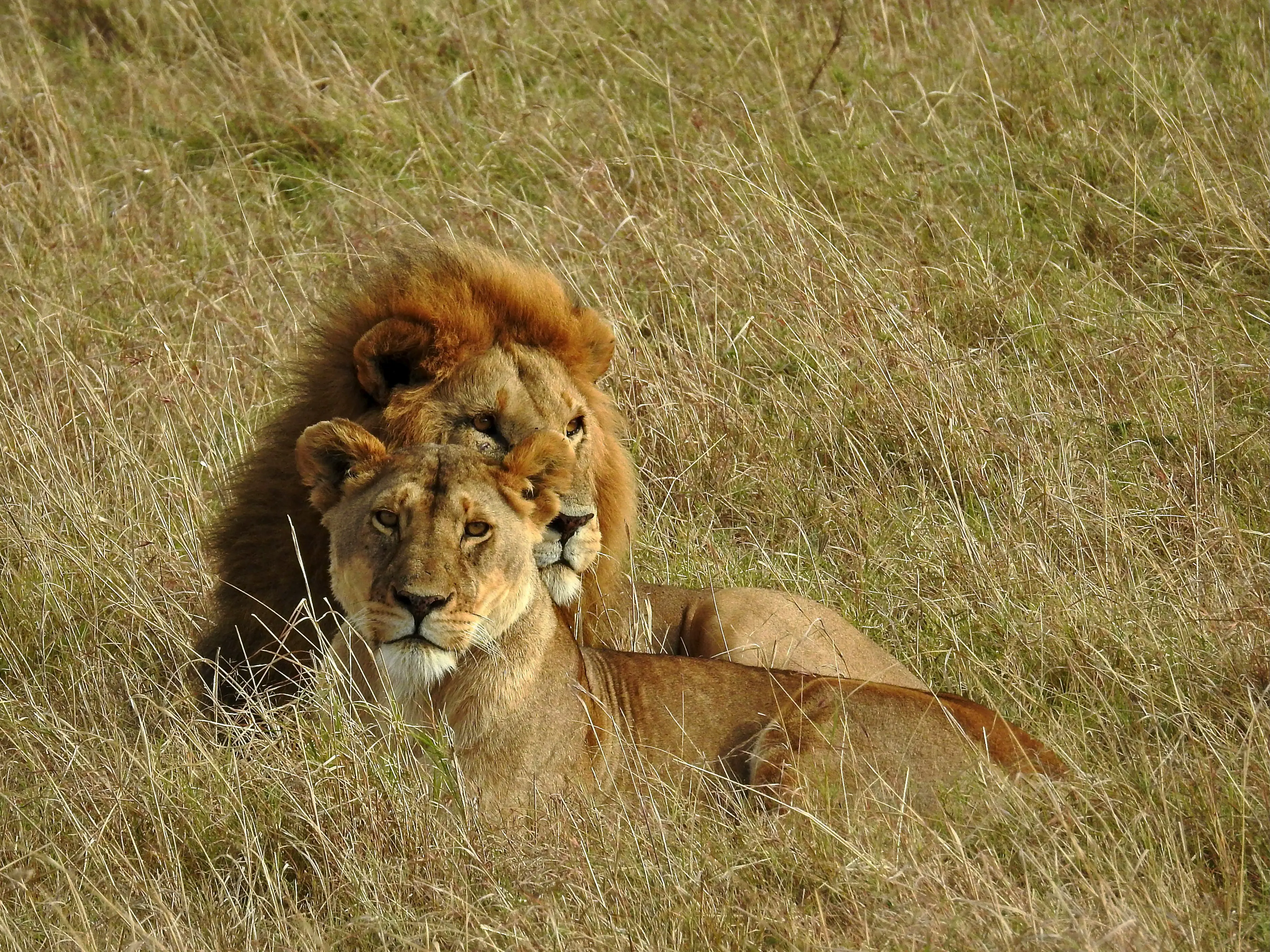 Maasai Mara highlight 3