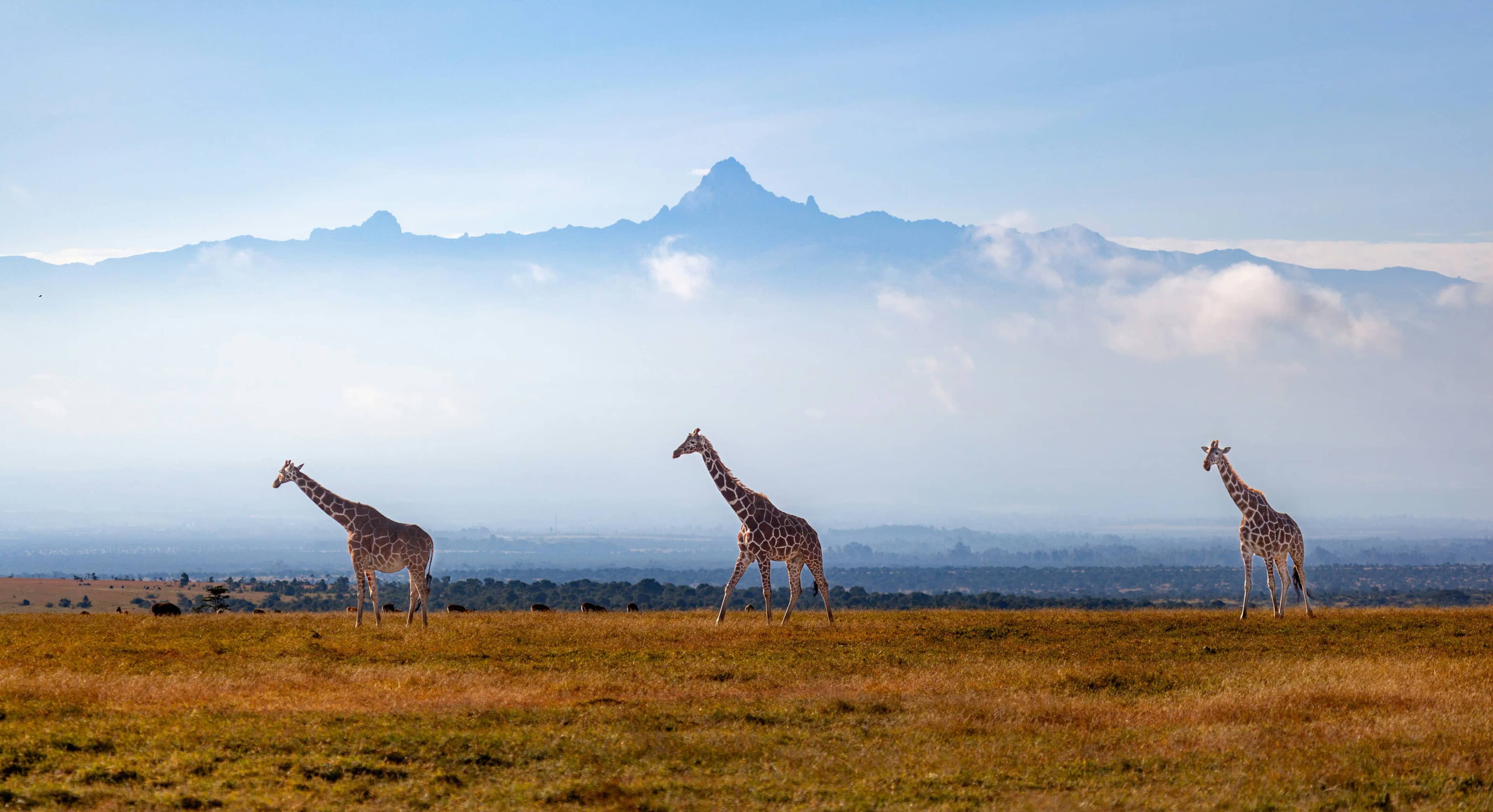 Mount Kenya highlight 3