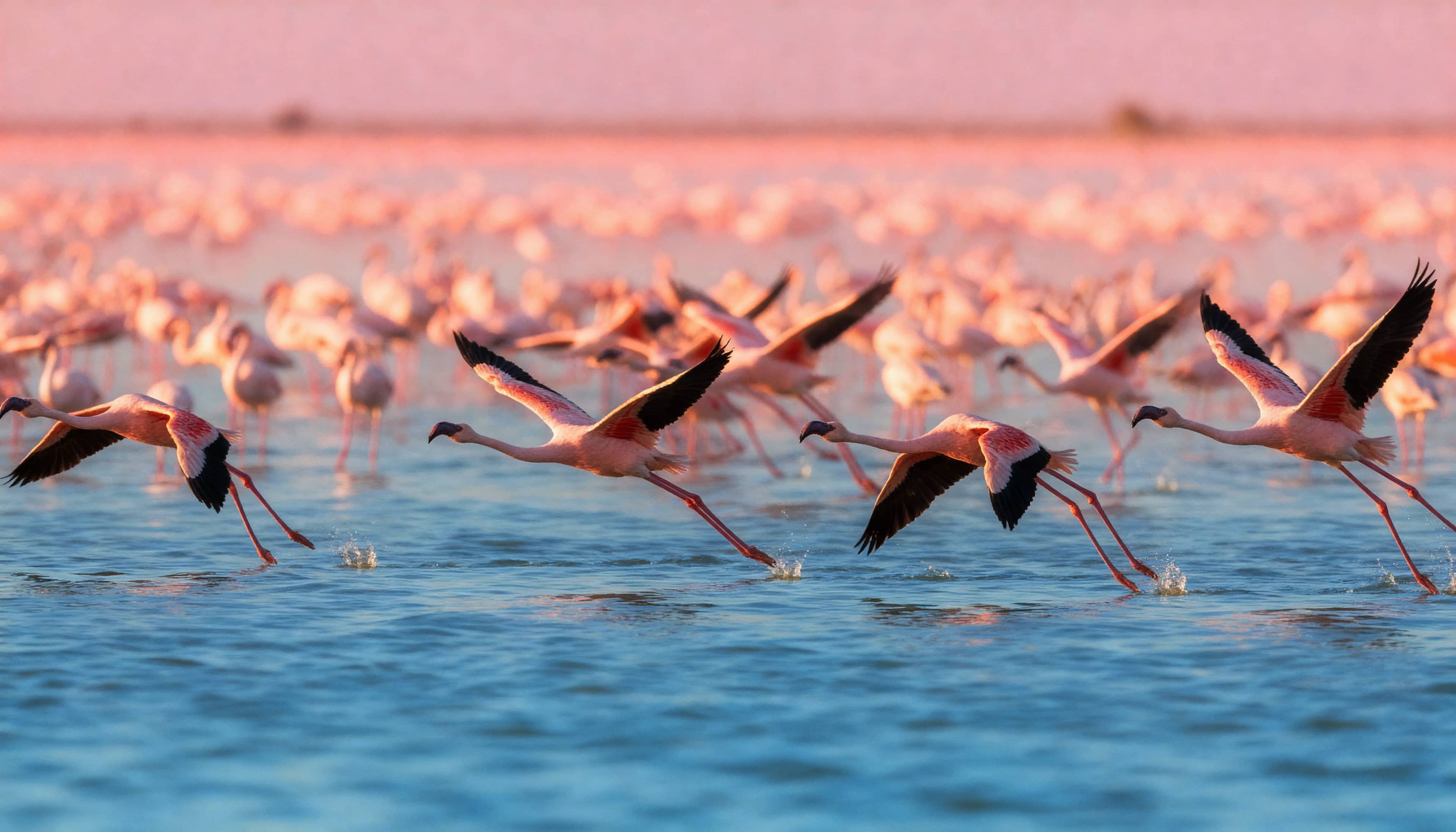 Lake Nakuru National Park highlight 1