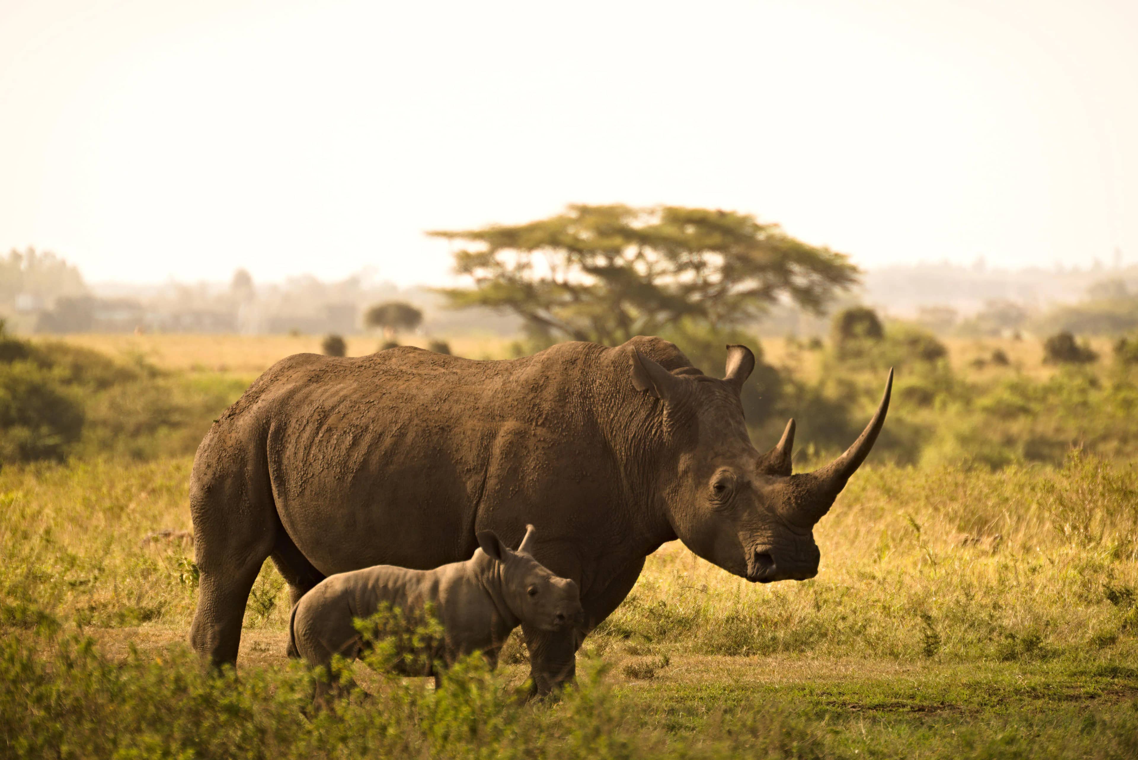 Lake Nakuru National Park highlight 3