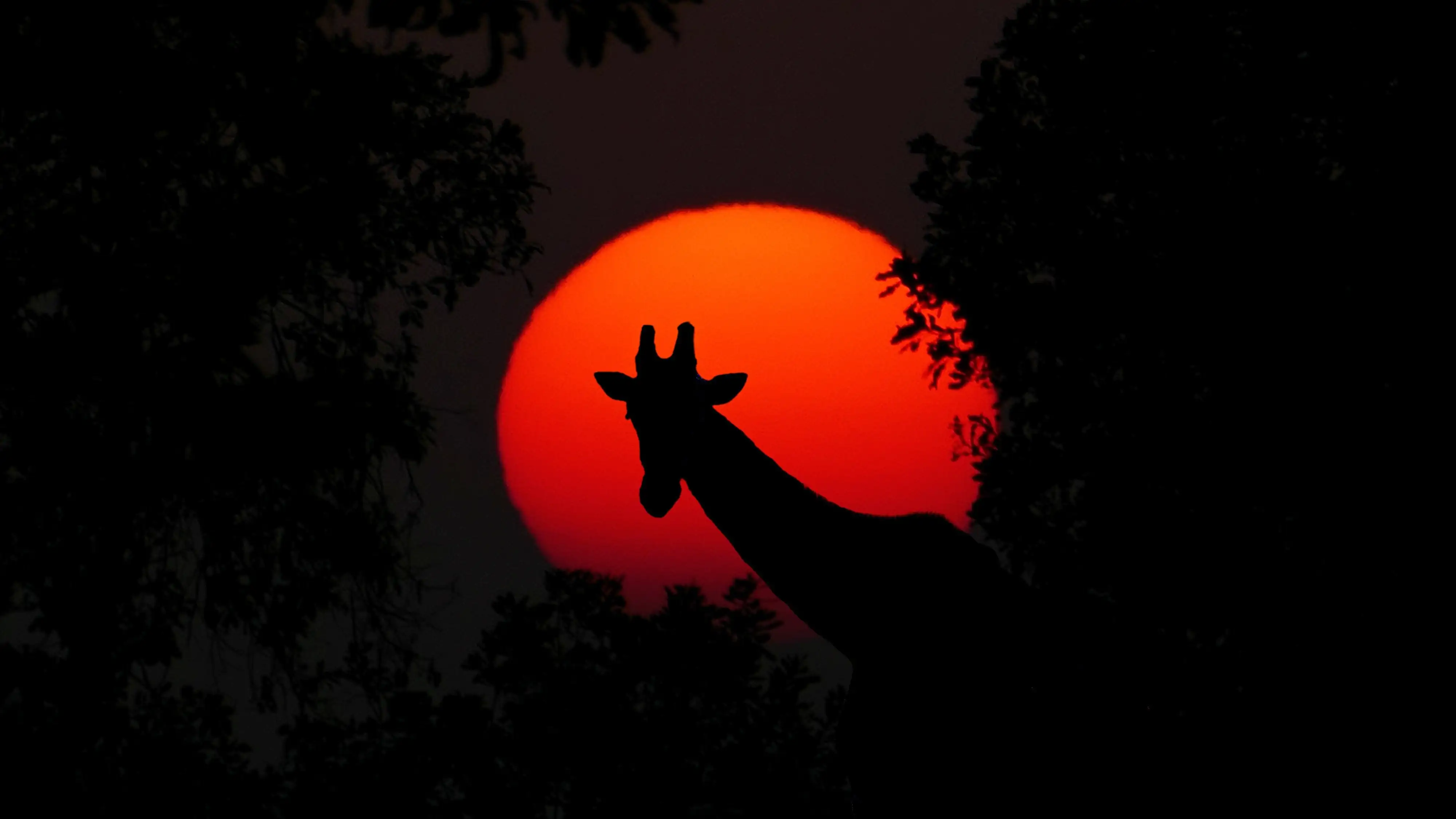 Signature Safaris