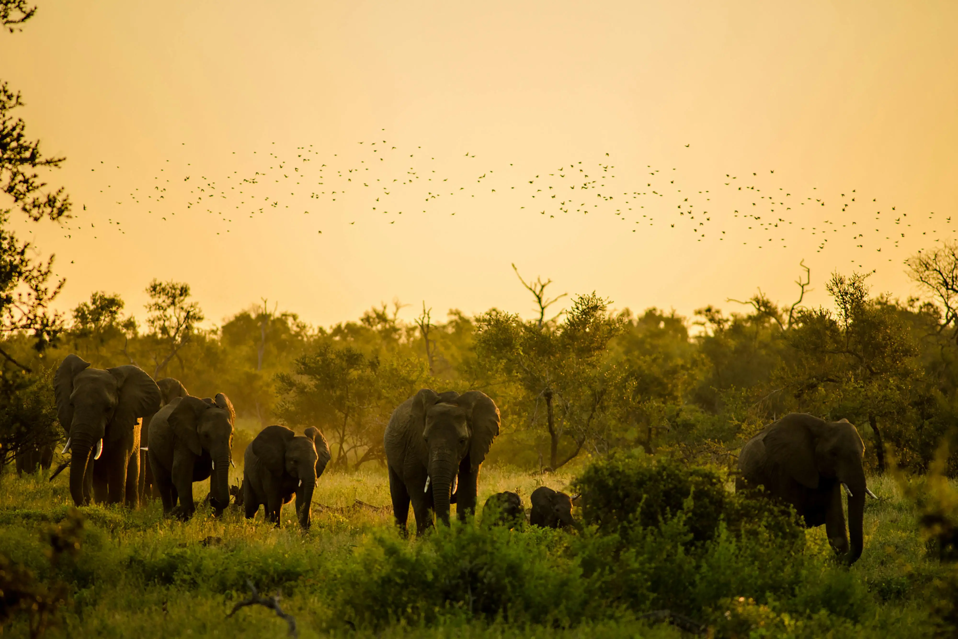 A herd of elephants in the savannah