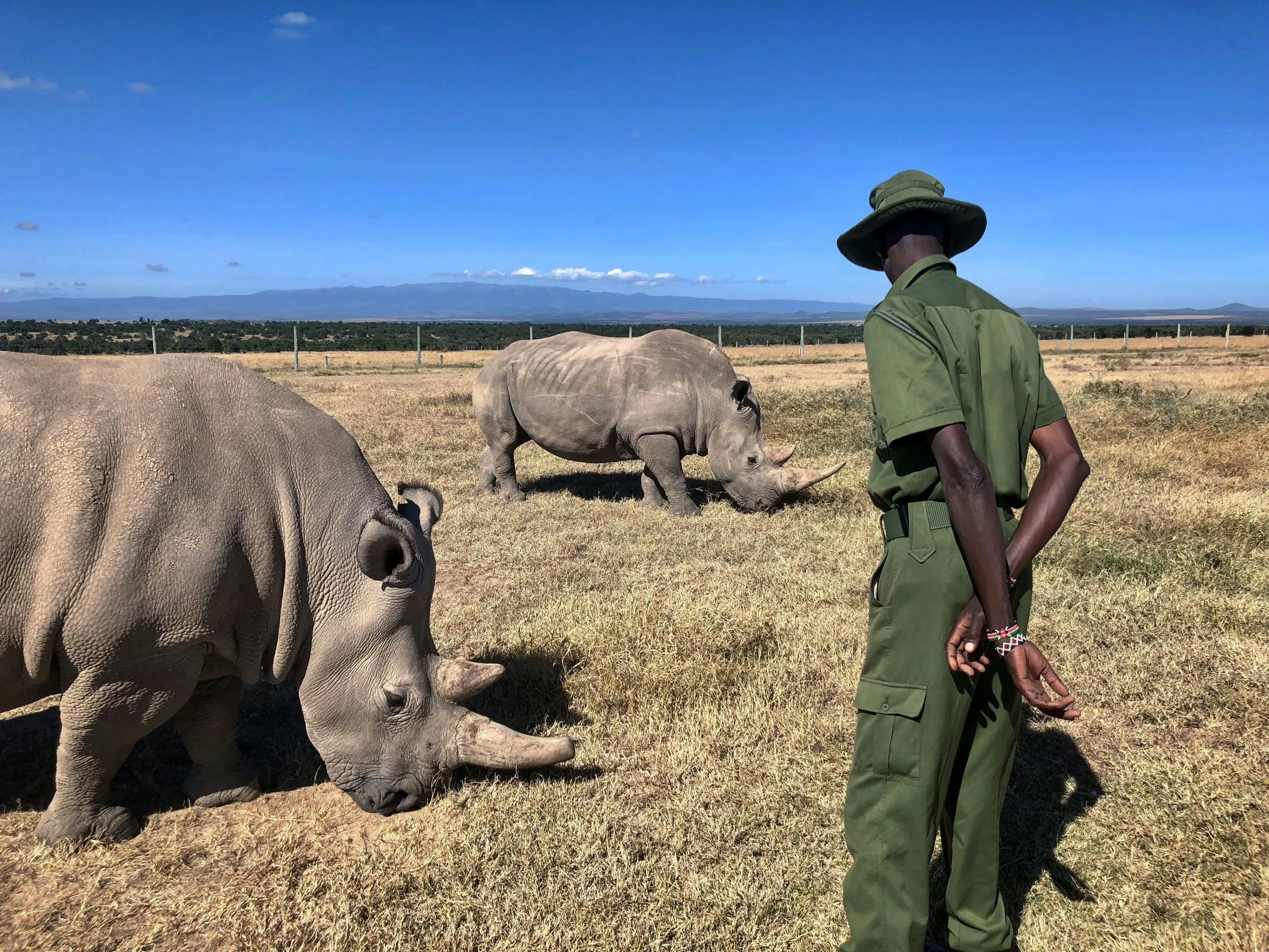 A ranger watching over rhinos