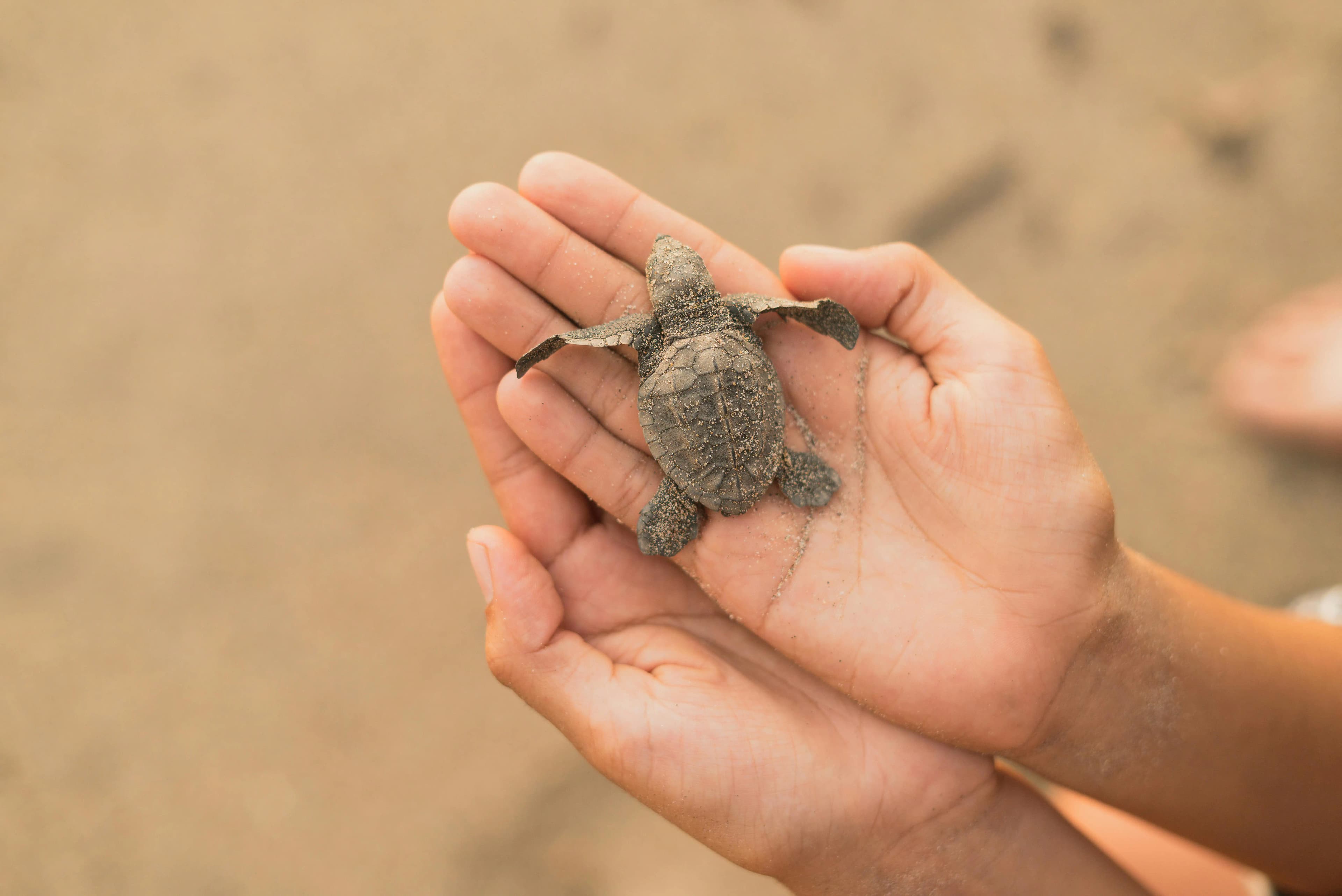 A person holding a small turtle